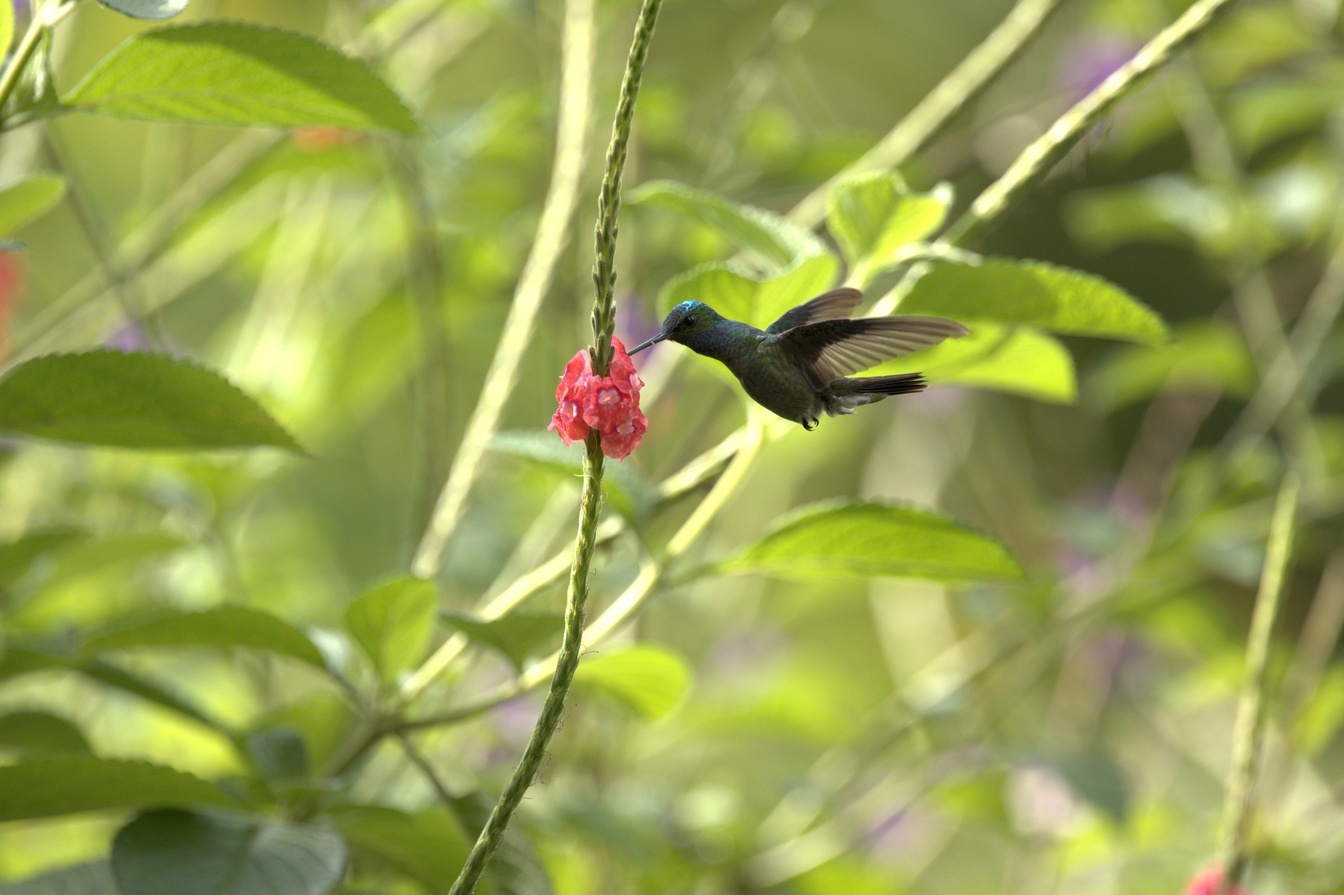 Wildlife Photography