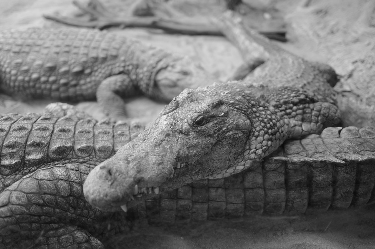 Monochrome Photography